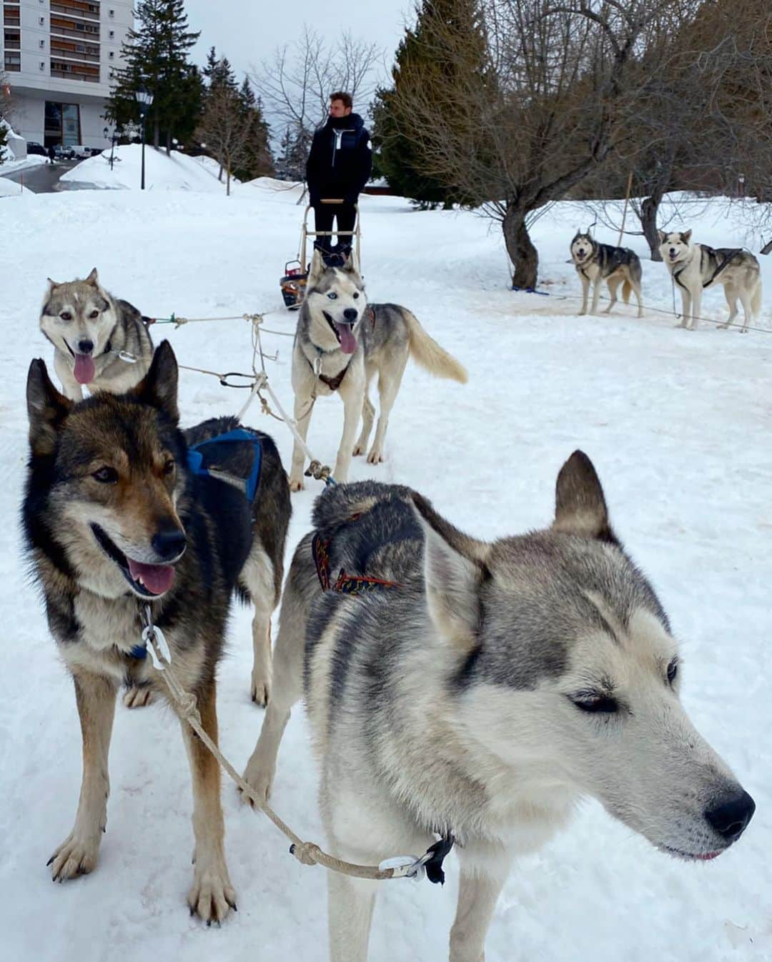 スタニスラス・ワウリンカさんのインスタグラム写真 - (スタニスラス・ワウリンカInstagram)「Such a special experience with these guys today ! 🐕😍🐺🛷❄️🤍 #snow #sleddogs #loveit #mountains #love #dog」2月18日 2時24分 - stanwawrinka85