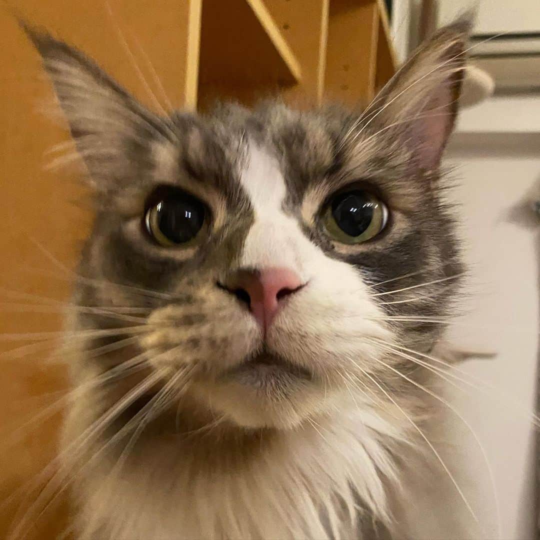 のインスタグラム：「#movingfast  #ぷーぷー #ねこ #猫 #メインクーン #cat #catstagram #catsagram #catsofinstagram #cats_of_world #catlover #catlovers #catholic #cat_of_instagram #catlife #mainecoon #mainecoonlife #mainecoonlover #fluffy #bigcat #ねこ部 #ふわもこ部 #メインクーン部  #にゃんすたぐらむ #ねこすた #ねこすたぐらむ  #ねこと暮らす」