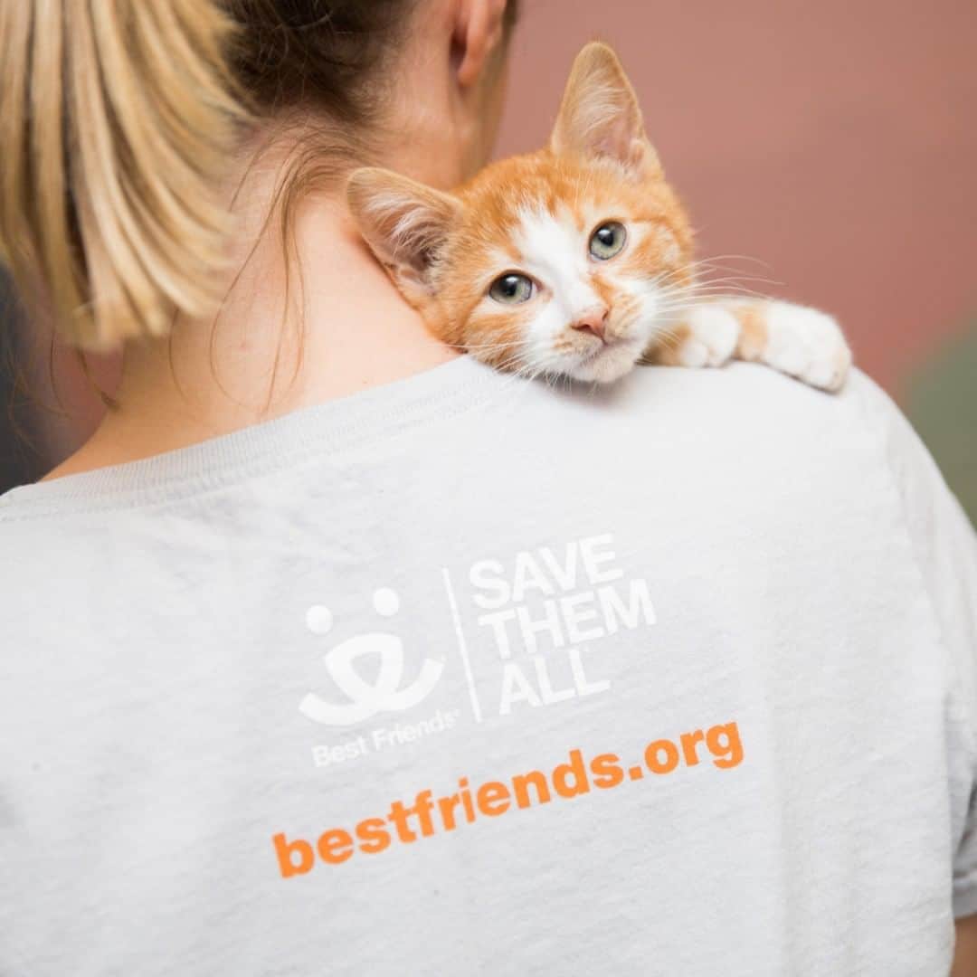 Fresh Stepのインスタグラム：「🎉Help us reach our donation goal of 2 millions scoops of litter toward Best Friends Animal Society! For every receipt upload or package code upload, we'll donate 1 scoop to Best Friends to support their work to Save Them All*. Bought Fresh Step lately? Upload receipts now via link in bio.❤️❤️❤️ . . . *Ends on 12/31/2020. Max donation 200,000 lbs. of litter. For details: see Rules via link in bio!」