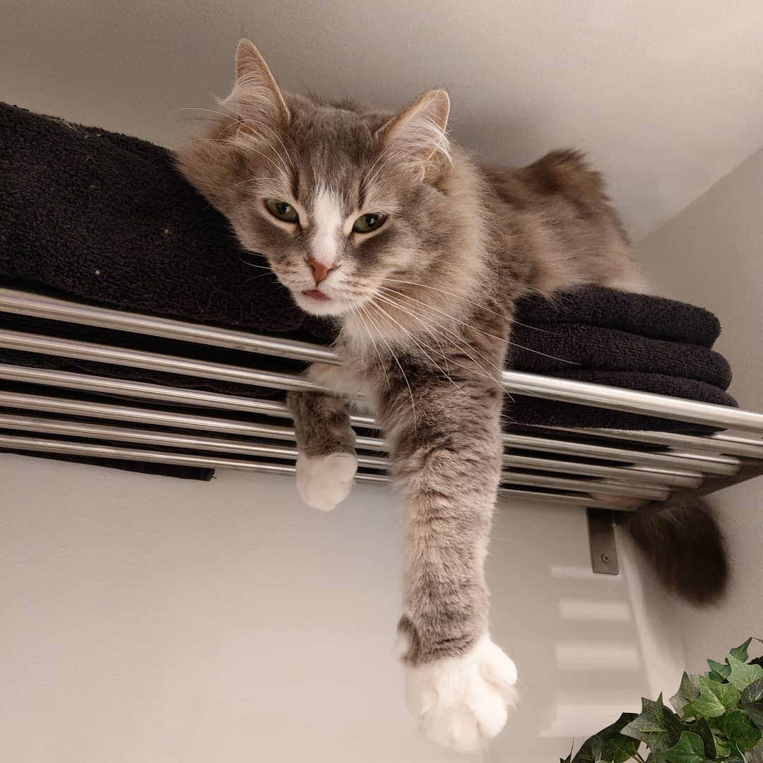 Nila & Miloさんのインスタグラム写真 - (Nila & MiloInstagram)「How's it hanging? 😻😹 #milobaby #howyoudoin #mondaymood #cat #fluffytowels #thegoodlife」2月18日 3時23分 - nilamilo