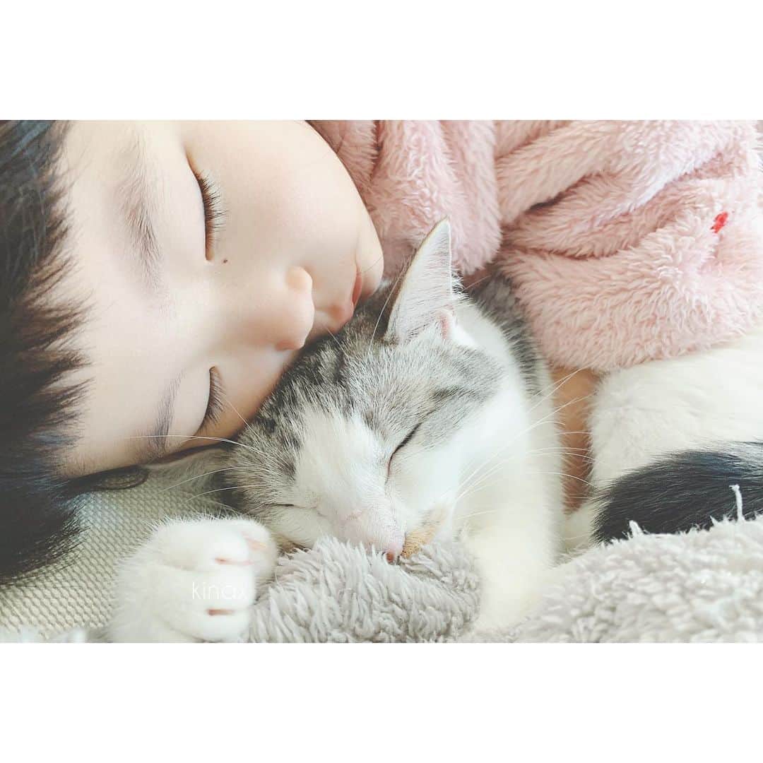kinaxのインスタグラム：「. good morning(๑′ᴗ‵๑)☀in Japan, and good afternoon, good evening, good night for world friends! . 今日もいいお天気で朝から花粉がものすごいʕ •́؈•̀ ₎☀️ 昨日風がすごかったからかな🍃 . . 起きたけどまだ眠いむちこさんと グルグル甘えているルナが 仲良くウトウトしていた愛おしい朝🛌 . こういう時大抵ソルは 足元で香箱座りしているのだけど いつか仲間に入ってくれるかなʕ •́؈•̀ ₎ . . みんなも花粉とウイルスに気をつけて 素敵な1日を♡ . #親バカ部 #ちびっこにゃんこ #猫バカ部 #保護猫 2020/02/18」