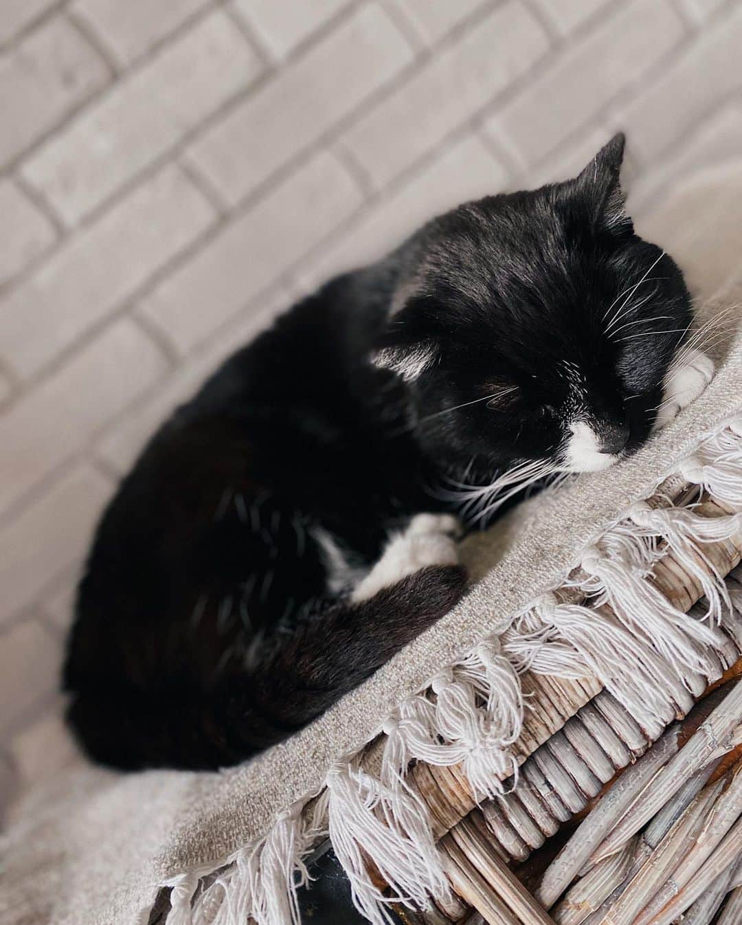 アガタ・クリゲルのインスタグラム：「😇/😈? Choose wisely 😅 #littleangel #cat #vscocam #vsco」