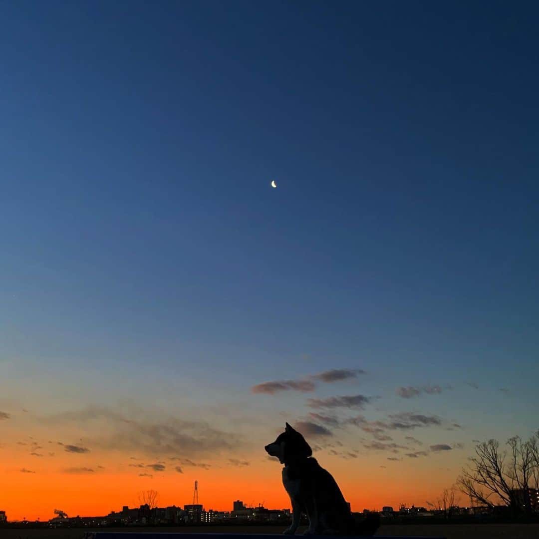 くろさんのインスタグラム写真 - (くろInstagram)「朝焼け豆散歩🌙🐕 #シルエットロマンス部 #朝焼け #朝焼け空 #朝焼けの空 #朝の月 #朝の三日月 #朝んぽ #kuroshiba #blackshiba #shibainu #shibastagram #instadog #dogstagram #柴犬 #黒柴 #黑柴 #日本犬 #和犬 #癒し犬 #いぬら部 #ふわもこ部 #柴犬部 #モフモフ生命体 #柴犬のいる暮らし #わんこのいる暮らし #わんこのいる生活 #わんこと一緒 #わんダフォ #わんだふるJapan #🌙🐕」2月18日 6時15分 - m6bmw