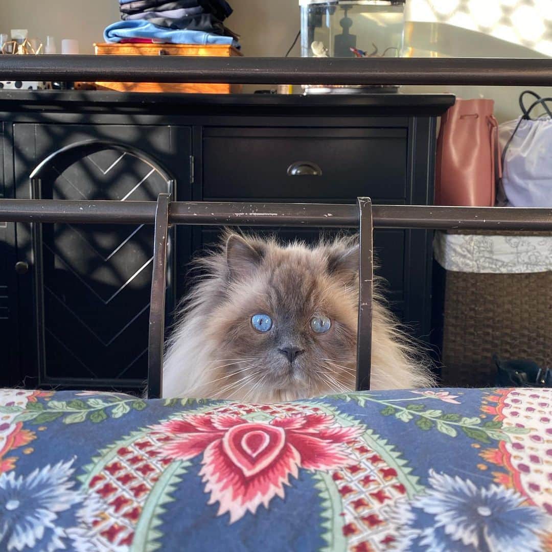 Tinaのインスタグラム：「George is recovering from conjunctivitis in both eyes.  His baby blues are finally looking brighter. 💕😭 P.S. He gets this every year. P.P.S. Hi Ralph! 🐟」