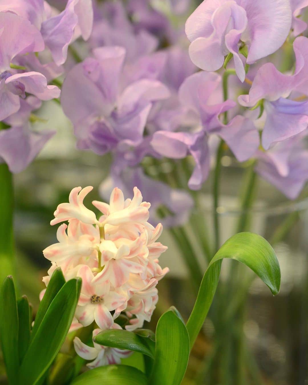 AOYAMA_HANAMOさんのインスタグラム写真 - (AOYAMA_HANAMOInstagram)「春の花、ヒヤシンス。ユニークな花の形とよい香りが特徴で、ご存知の方も多いですよね。球根ですが水栽培ができるので、お部屋で気軽に育てられるのも魅力のひとつ。 ヒヤシンスは地中海東部沿岸などが原産で、日本には江戸時代末期に渡来し、全国へ広まったそうです。 生花店では、切花のヒヤシンスのお取扱い期間は、1月から3月までです。同じく春の花、スイートピーと組み合わせてブーケやアレンジメントにしても素敵です。 写真を撮っている時、甘くてかぐわしい香りにうっとりとした気分になってしまいました。 - - - #aoyamahanamo #flowers #flowershop #florist #instaflower #flowergram #flowerstagram #flowerlovers #花 #花屋 #生花店 #フラワー #ザ花部 #花のある暮らし #花のある生活 #花好きな人と繋がりたい #青山花茂 #ヒヤシンス ##hyacinthus #春の花 #springflowers #freshflowers #生花 #ギフト #プレゼント #通販」2月18日 16時48分 - aoyama_hanamo