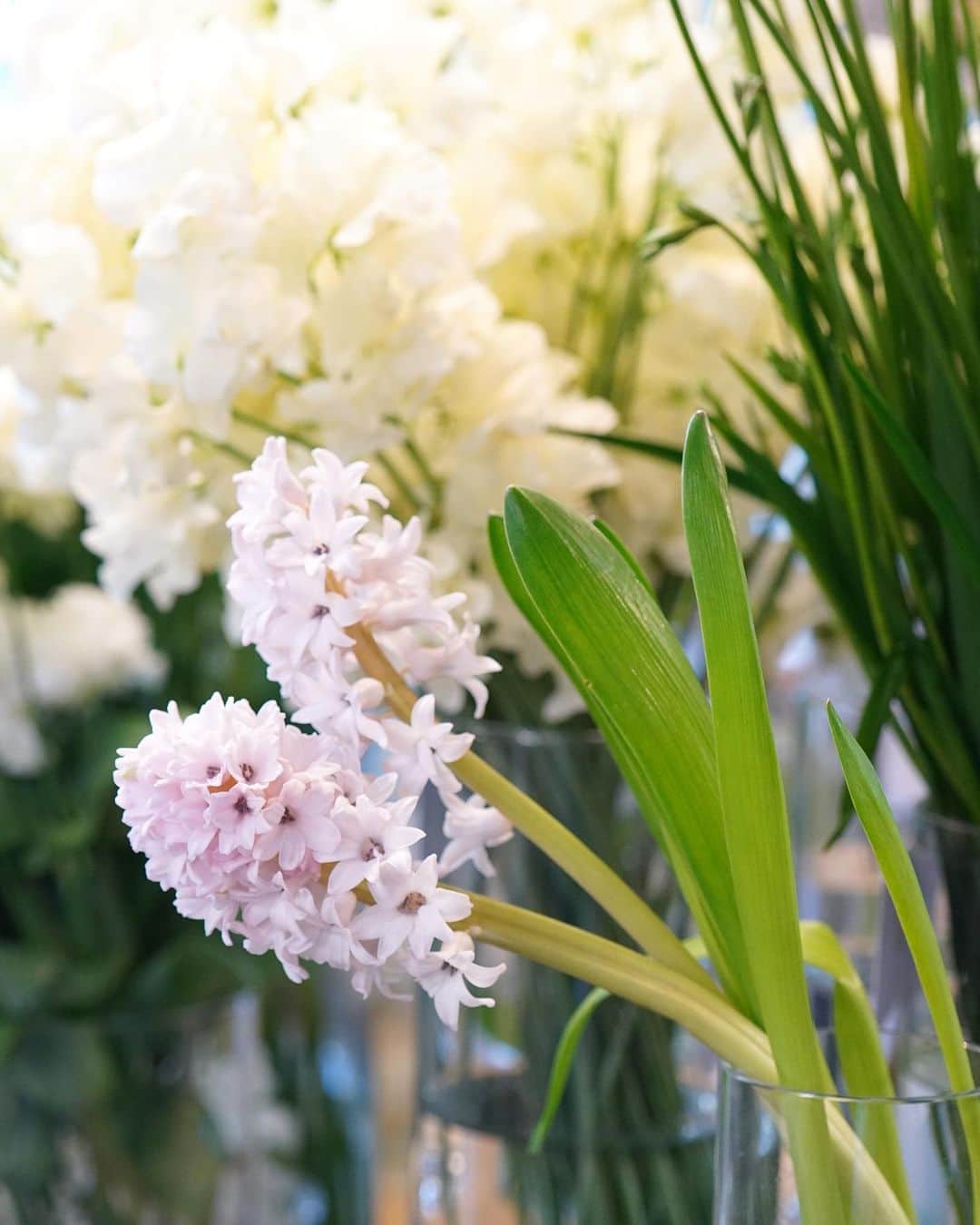 AOYAMA_HANAMOさんのインスタグラム写真 - (AOYAMA_HANAMOInstagram)「春の花、ヒヤシンス。ユニークな花の形とよい香りが特徴で、ご存知の方も多いですよね。球根ですが水栽培ができるので、お部屋で気軽に育てられるのも魅力のひとつ。 ヒヤシンスは地中海東部沿岸などが原産で、日本には江戸時代末期に渡来し、全国へ広まったそうです。 生花店では、切花のヒヤシンスのお取扱い期間は、1月から3月までです。同じく春の花、スイートピーと組み合わせてブーケやアレンジメントにしても素敵です。 写真を撮っている時、甘くてかぐわしい香りにうっとりとした気分になってしまいました。 - - - #aoyamahanamo #flowers #flowershop #florist #instaflower #flowergram #flowerstagram #flowerlovers #花 #花屋 #生花店 #フラワー #ザ花部 #花のある暮らし #花のある生活 #花好きな人と繋がりたい #青山花茂 #ヒヤシンス ##hyacinthus #春の花 #springflowers #freshflowers #生花 #ギフト #プレゼント #通販」2月18日 16時48分 - aoyama_hanamo