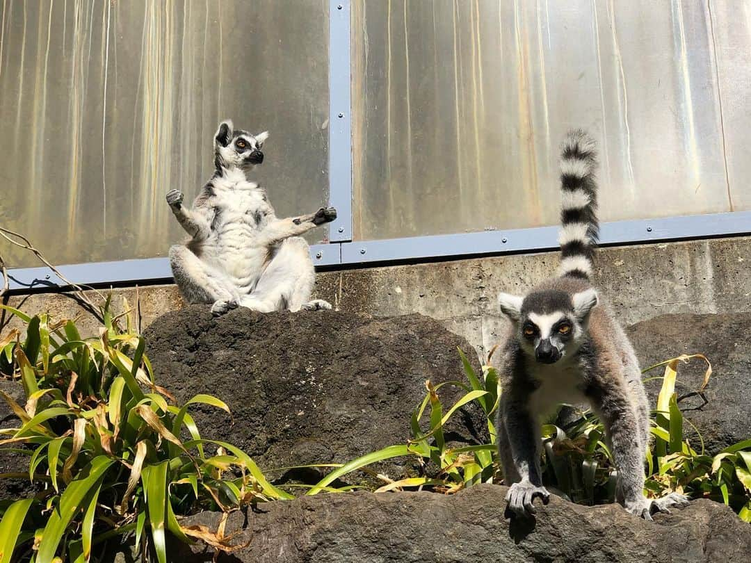 ダレノガレ明美さんのインスタグラム写真 - (ダレノガレ明美Instagram)「富士サファリパークへ行ってきました❤️ @fuji_safari  もう可愛いすぎてずっとテンション上がりました😭 写真のお猿さんのポーズは日向ごっこしてる時のポーズなんだって！ 可愛い❤️ ご飯もあげたよ✨ すごく近いでしょ？ 沢山写真あげるね😍  #富士サファリパーク」2月18日 17時08分 - darenogare.akemi