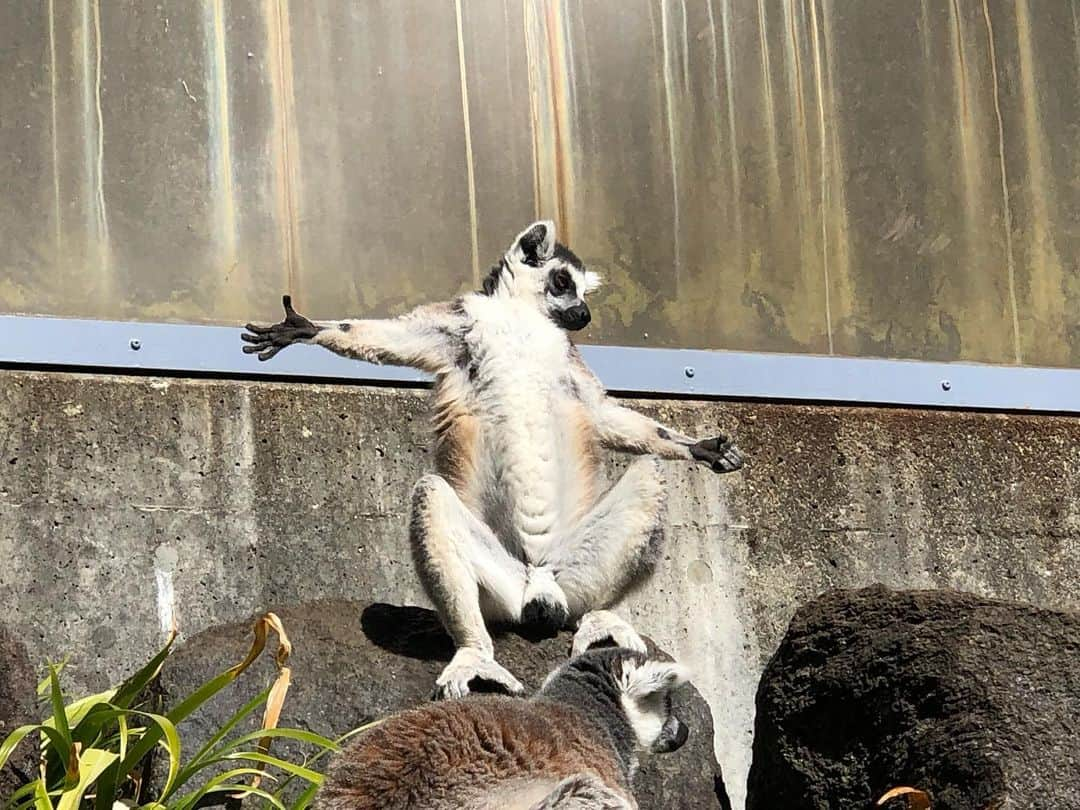 ダレノガレ明美さんのインスタグラム写真 - (ダレノガレ明美Instagram)「富士サファリパークへ行ってきました❤️ @fuji_safari  もう可愛いすぎてずっとテンション上がりました😭 写真のお猿さんのポーズは日向ごっこしてる時のポーズなんだって！ 可愛い❤️ ご飯もあげたよ✨ すごく近いでしょ？ 沢山写真あげるね😍  #富士サファリパーク」2月18日 17時08分 - darenogare.akemi