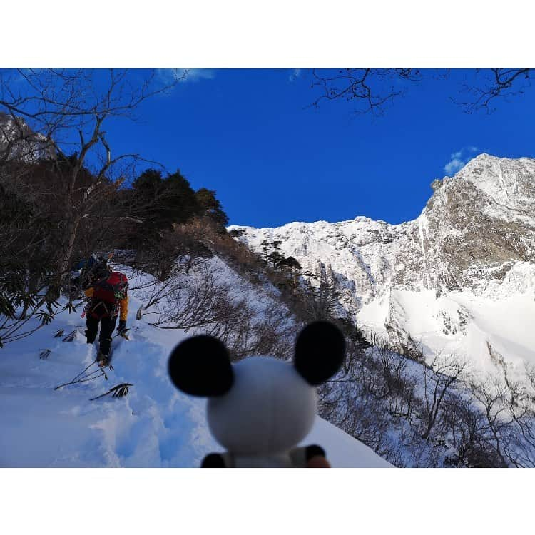 テレ朝newsさんのインスタグラム写真 - (テレ朝newsInstagram)「一ノ倉をクライミング中のゴーちゃん。壁の中にある「中間リッジ」と呼ばれる尾根を登っていきます。雪はここ数日で結構積もりました。  #冒険ゴーちゃん。#テレビ朝日 #テレ朝 #news #六本木 #japan #テレビ #テレビが好きな人と繋がりたい #写真 #写真好きな人と繋がりたい #photography #nofilter #ゴーちゃん #ごーちゃん #panda #おでかけ #fun #climbing #沢登り #群馬 #谷川岳　#一ノ倉沢　#TrailRunning　#沢ヤさん」2月18日 17時10分 - tv_asahi_news