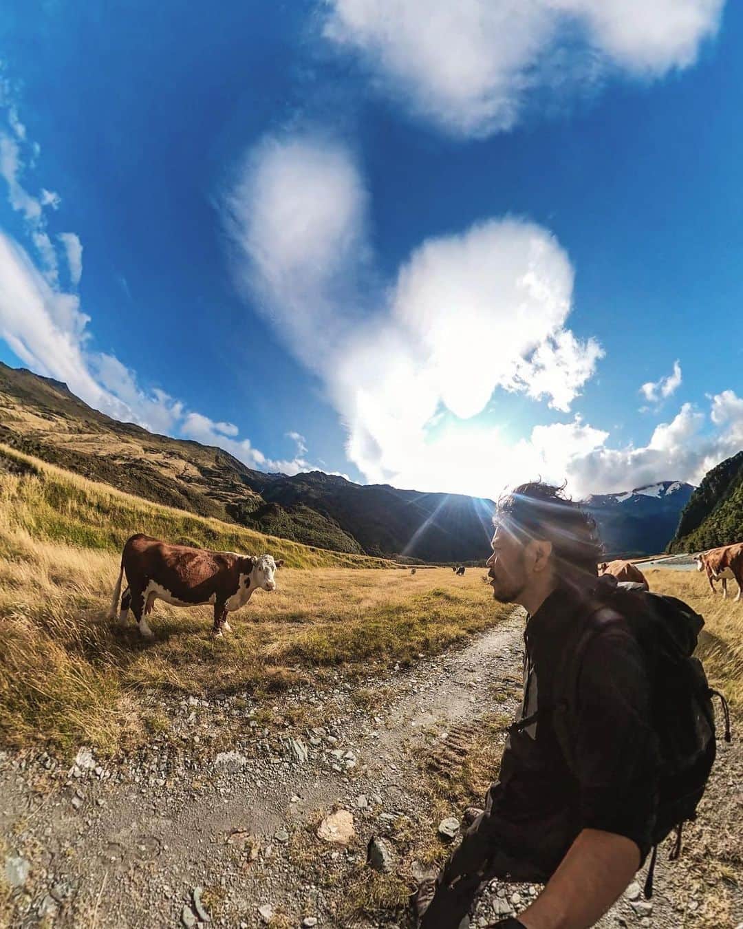 茂木夫婦のインスタグラム：「牛とトレッキング Trekking with 🐂🐄🐃 #いろんなコースがクローズでたまたま流れついた #ギリで野生ではないらしい #ウエストマツキツキトラック　 #マウントアスパイアリング  #海外トレッキング #トレッキング #ニュージーランド南島  #westmatukitukitrack  #trekking #mountaspiring」