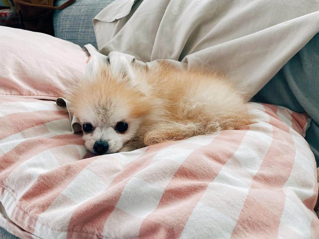r_oseのインスタグラム：「Who need to take a bath??🛁🐰〰️ I don’t wanna lose my personal smell, please mom😣」