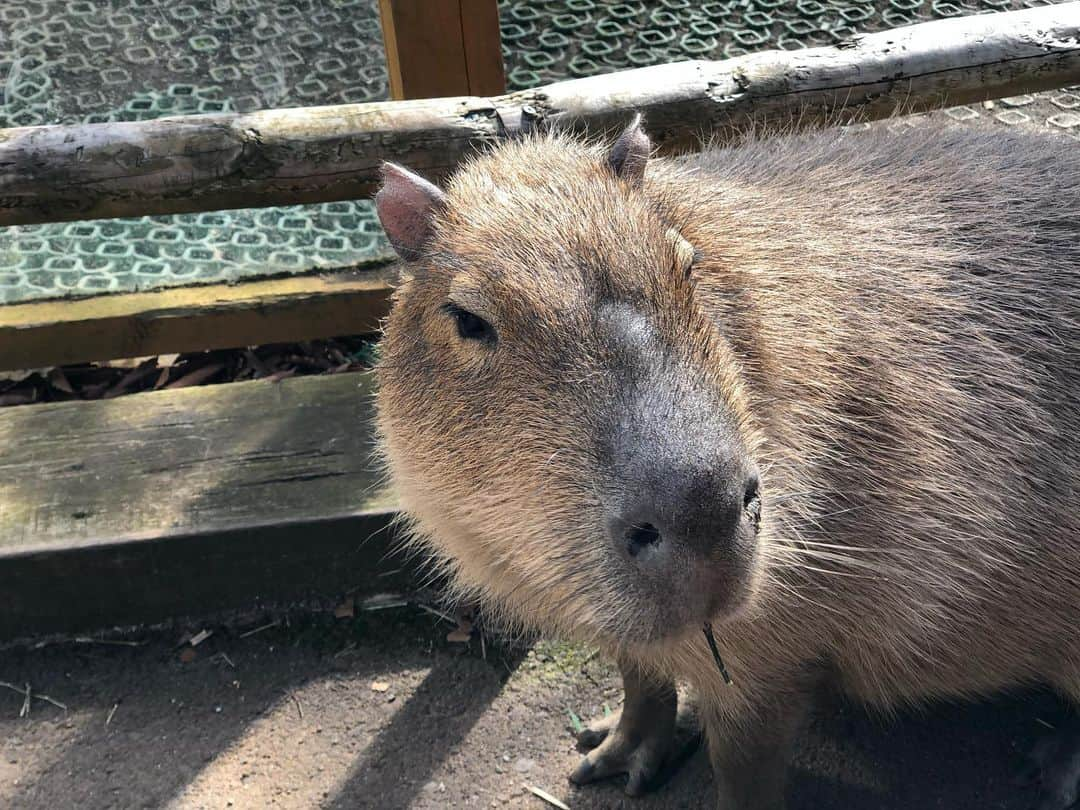 ダレノガレ明美さんのインスタグラム写真 - (ダレノガレ明美Instagram)「あー可愛い❤️ 可愛いよ🥺 飼育員の方がご飯をあげてる隙に写真を…❤️ 目の前で見れますよ！ @fuji_safari  #富士サファリパーク」2月18日 17時33分 - darenogare.akemi