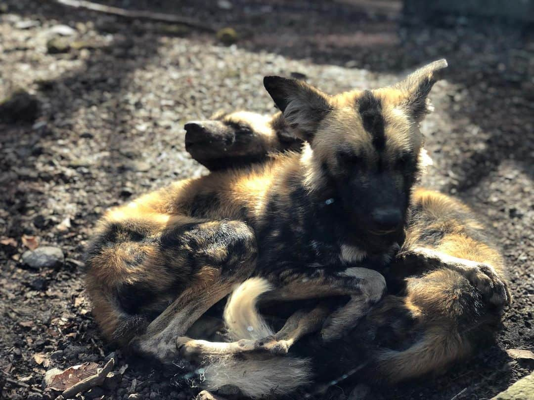 ダレノガレ明美さんのインスタグラム写真 - (ダレノガレ明美Instagram)「あー可愛い❤️ 可愛いよ🥺 飼育員の方がご飯をあげてる隙に写真を…❤️ 目の前で見れますよ！ @fuji_safari  #富士サファリパーク」2月18日 17時33分 - darenogare.akemi