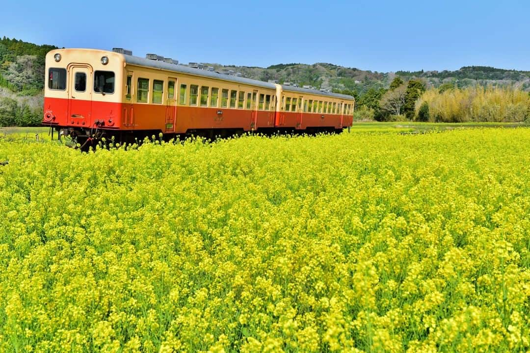 楽天トラベル さんのインスタグラム写真 - (楽天トラベル Instagram)「#千葉  #小湊鉄道 #いすみ鉄道 小湊鉄道といすみ鉄道は、房総半島を走る千葉県のローカル線です。小湊鉄道は五井駅から上総中野駅まで、いすみ鉄道はそこから大原駅まで続きます。菜の花を観賞できるスポットが路線沿いに点在するので、春のお出かけにぴったりです。 小湊鉄道の一部で里山トロッコが3月から運行予定で、窓なしの展望車から菜の花を堪能することもできます。（トロッコ列車は乗車券のほかに、トロッコ整理券が必要です。※乗車日の1か月前から2日前まで販売。） . ■見頃■ 3月中旬～4月中旬 . ************************ 旅先で撮った写真に場所と一緒に #rakutentravel を付けてシェアしてね♪ 厳選してこのアカウントで紹介します ************************ . #楽天トラベル #旅 #旅行 #旅に出よう #旅行好きな人と繋がりたい #日本  #travel #trip #japan #instagramjapan #IG_JAPAN #japantrip #lovetraveling #lovers_nippon」2月18日 18時00分 - rakutentravel