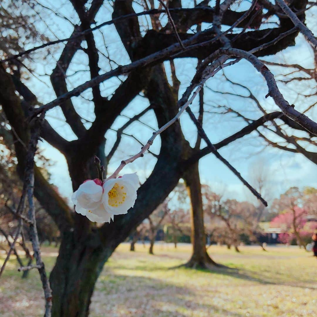 奥田晃子のインスタグラム：「ちらほら 春」