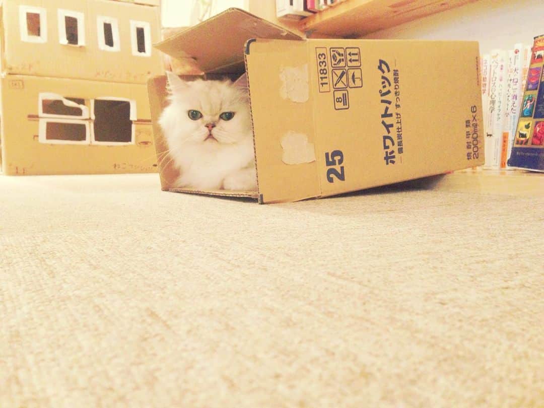 鳥越裕貴さんのインスタグラム写真 - (鳥越裕貴Instagram)「#猫  #懐かしの #植田圭輔 #と行った #猫カフェ」2月18日 18時05分 - yuki_torigoe.cleftchin