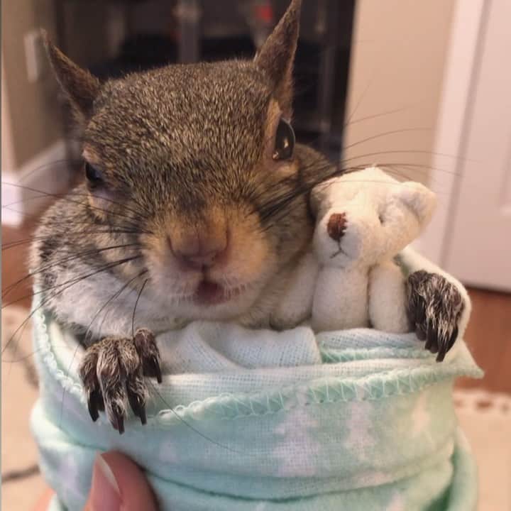 のインスタグラム：「Baby Blanket Squirrel Burrito⁣ ⁣ 🎵 Falling | Trevor Daniel⁣ ⁣ ⁣ ⁣ ⁣ #petsquirrel #squirrel #squirrels #squirrellove #squirrellife #squirrelsofig #squirrelsofinstagram #easterngreysquirrel #easterngraysquirrel #ilovesquirrels #petsofinstagram #jillthesquirrel #thisgirlisasquirrel #teddybear」