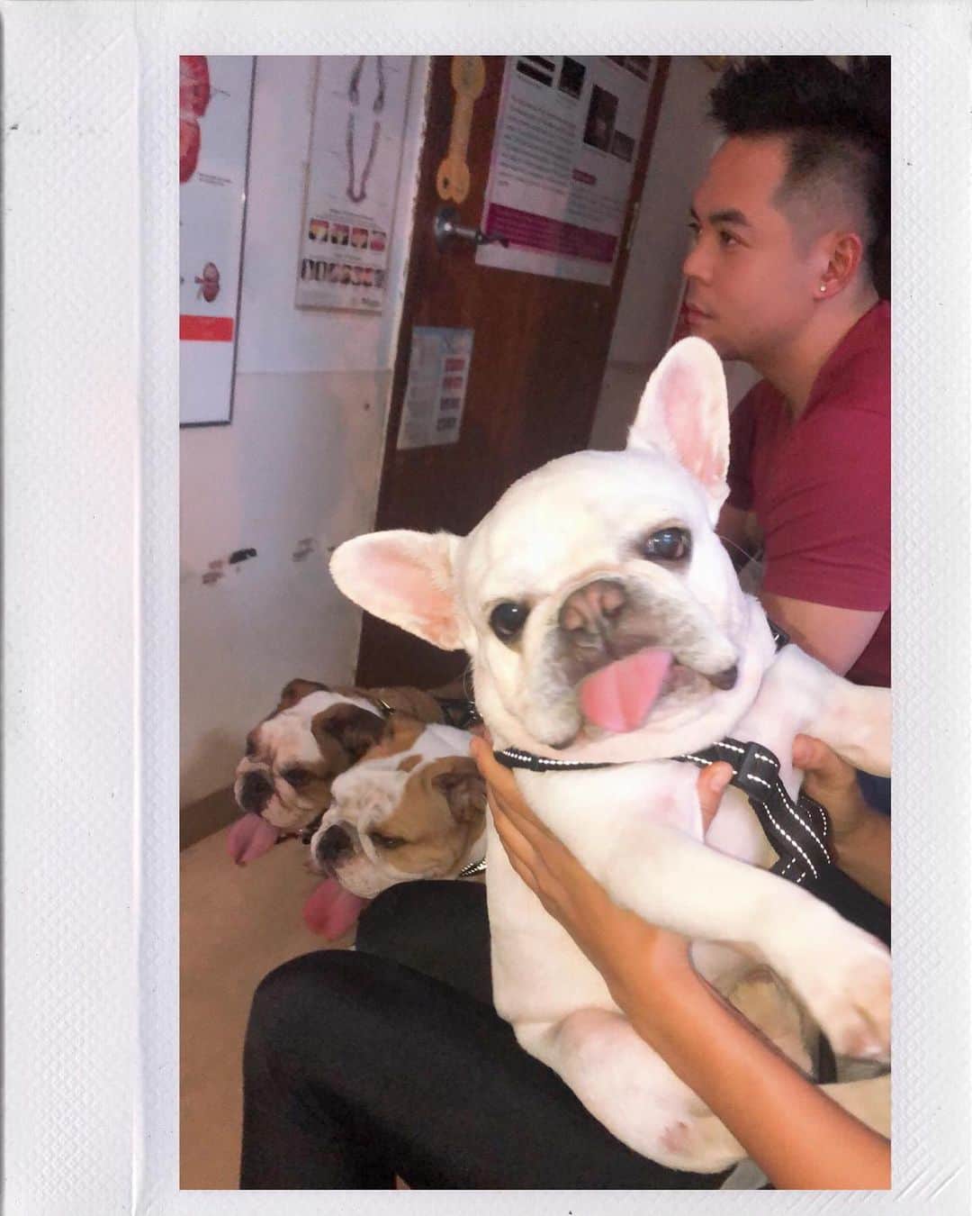 ヒューバートのインスタグラム：「Two have separation anxiety while one just thinks he’s the shit. 😡👹 Another one just eats everything in sight.」