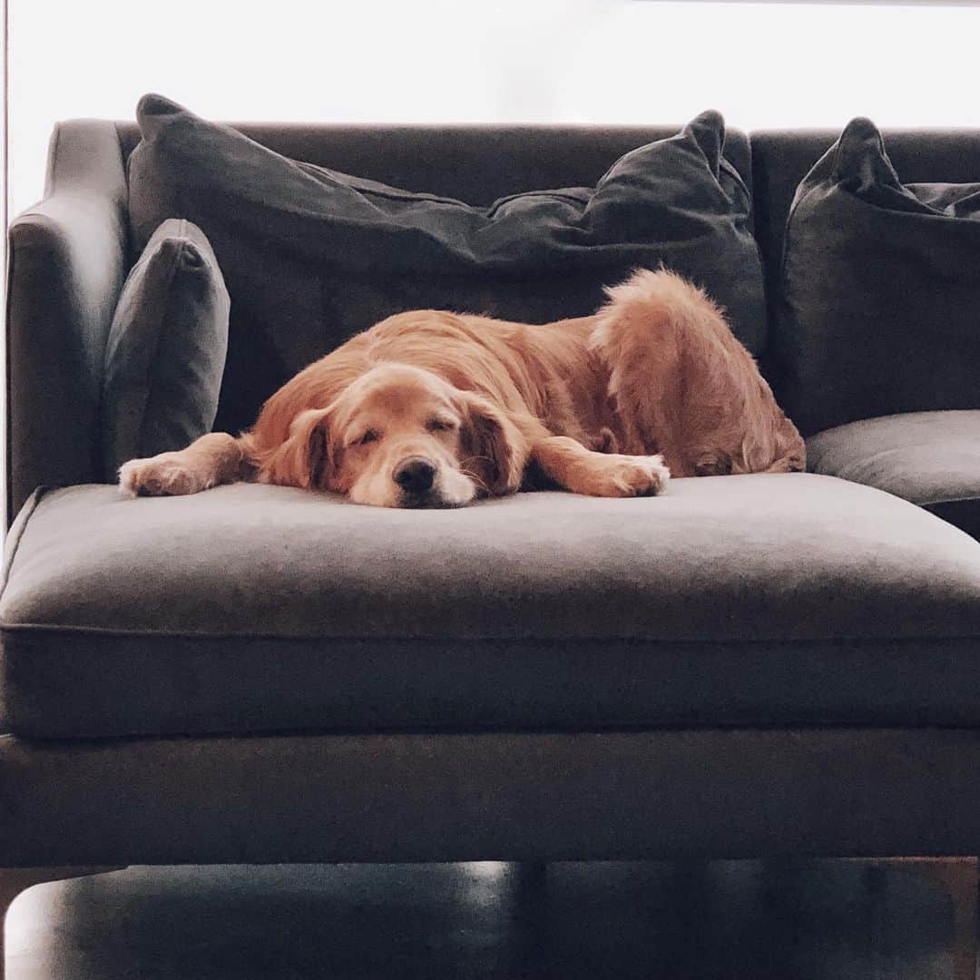 Kristin Essのインスタグラム：「Update: Charlie Boi is settling in nicely. 🤍🐾」