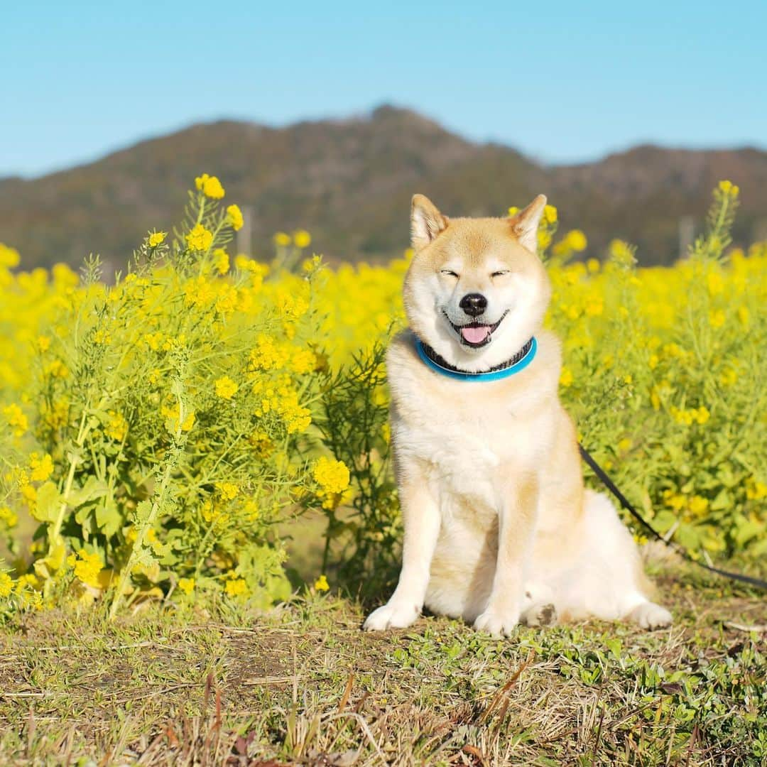 まる（まるたろう）さんのインスタグラム写真 - (まる（まるたろう）Instagram)「Good morning!✨🌼🐶🌼✨菜の花畑に行ってきたよ〜 #いっぱい咲いてた #今年は早いね #菜の花畑」2月18日 9時51分 - marutaro