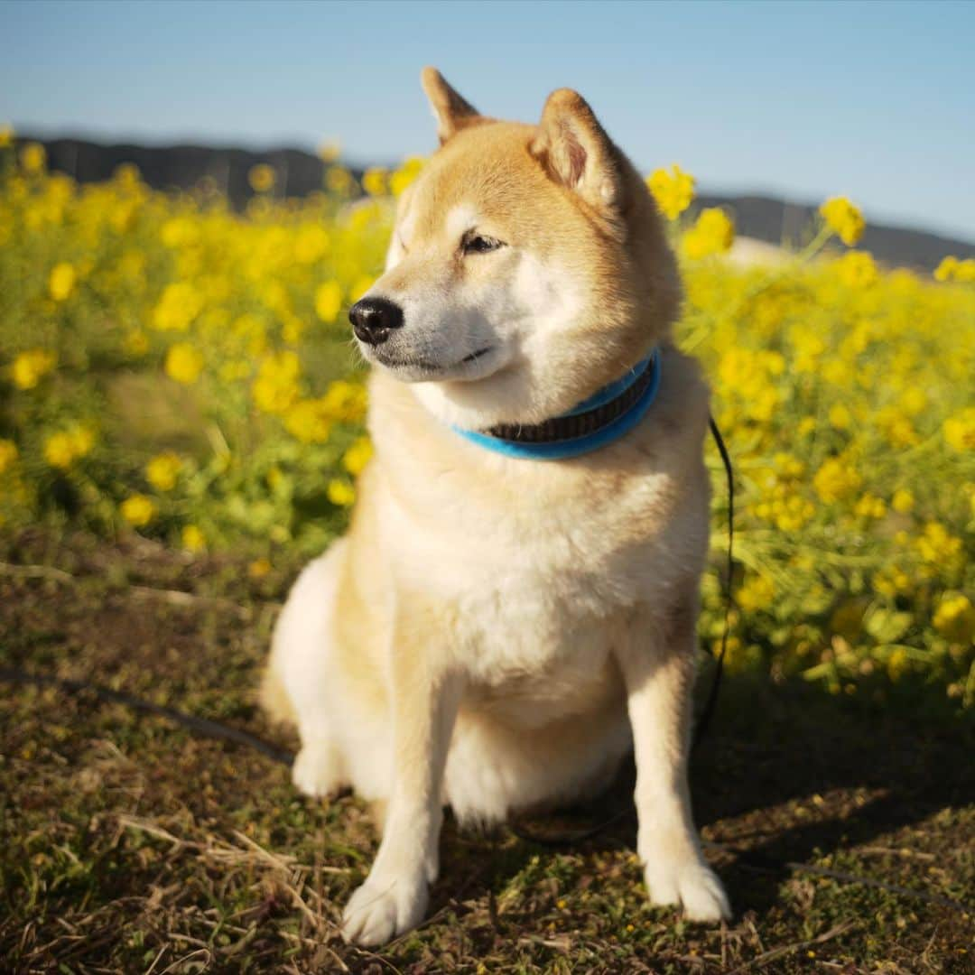 まる（まるたろう）さんのインスタグラム写真 - (まる（まるたろう）Instagram)「Good morning!✨🌼🐶🌼✨菜の花畑に行ってきたよ〜 #いっぱい咲いてた #今年は早いね #菜の花畑」2月18日 9時51分 - marutaro