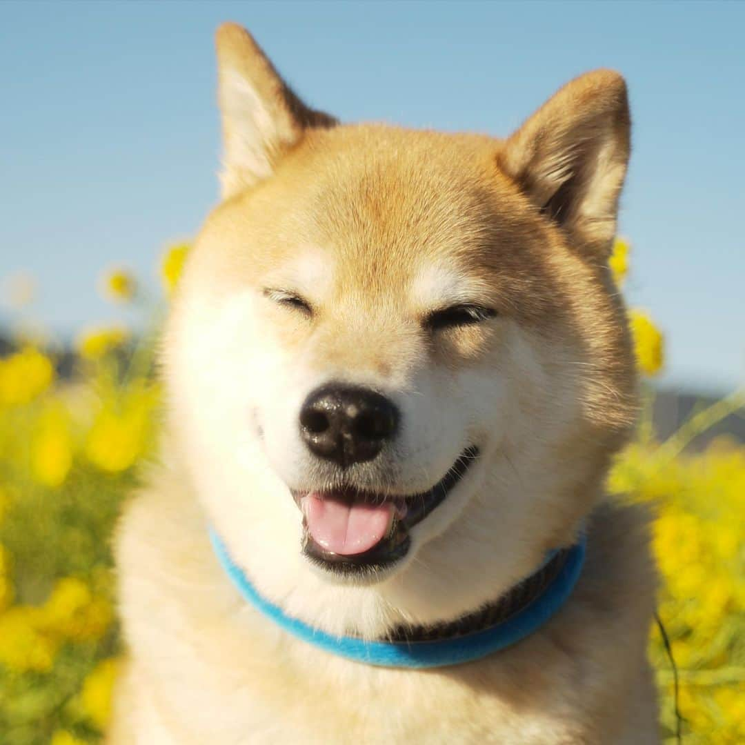 まる（まるたろう）さんのインスタグラム写真 - (まる（まるたろう）Instagram)「Good morning!✨🌼🐶🌼✨菜の花畑に行ってきたよ〜 #いっぱい咲いてた #今年は早いね #菜の花畑」2月18日 9時51分 - marutaro