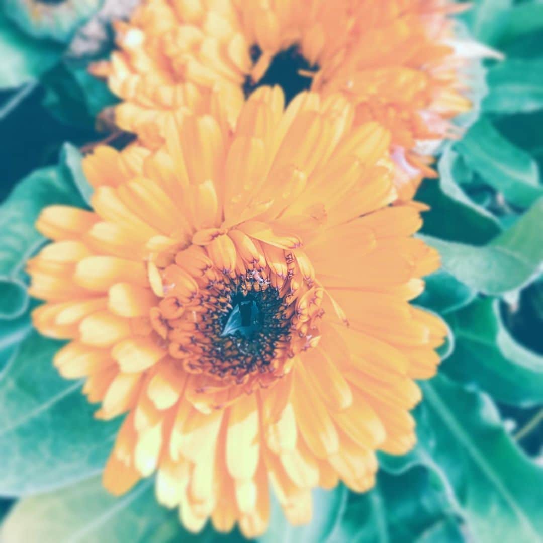 中野敬久さんのインスタグラム写真 - (中野敬久Instagram)「#flower #flowersoflife #orange #sunny」2月18日 9時52分 - hirohisanakano