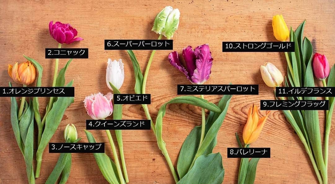 青山フラワーマーケットさんのインスタグラム写真 - (青山フラワーマーケットInstagram)「スワイプしてね➡➡ . 世界には8千以上の種が存在するといわれているチューリップ。咲き方は15系統に分類されており、花びらの重なり方や色など豊かな個性が魅力です。今日は、咲き方と品種名をご紹介。 . . ▼ボリュームがありゴージャスな“八重咲き” 1.オレンジプリンセス 2.コニャック 3.ノースキャップ . . ▼細かい切れ込みが入った “フリンジ咲き” 4.クイーンズランド 5.オビエド . . ▼フリルのように波打つ花びらの“パーロット咲き” 6.スーパーパーロット 7.ミステリアスパーロット . . ▼とがった花びらが外側に反り返り咲く“ユリ咲き” 8.バレリーナ . . ▼オーソドックスな形。色・品種ともに豊富な“一重咲き” 9.フレミングフラッグ 10.ストロングゴールド 11.イルデフランス . . . みなさんはどのチューリップが好きですか？旬のこの時期は店頭には様々な品種が並んでいるのでぜひお気に入りを探してみてくださいね。 . . . #チューリップ#品種紹介#花のある暮らし#青山フラワーマーケット#コメント大歓迎」2月18日 10時10分 - aoyamaflowermarket