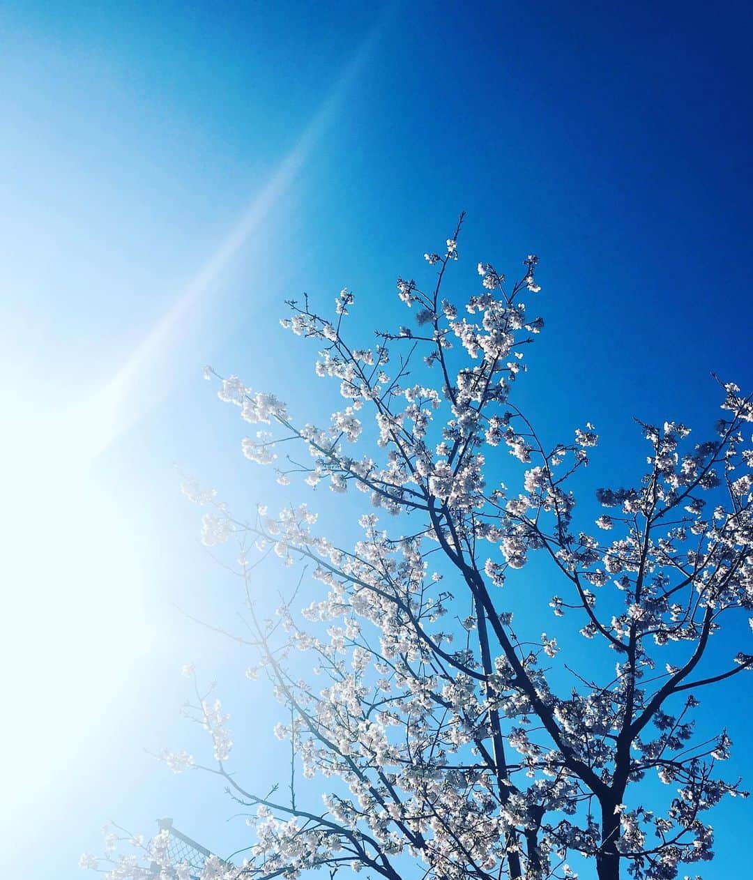 有坂美香のインスタグラム：「昨日、近所の桜が🌸咲いた  Let's keep our head up high.」
