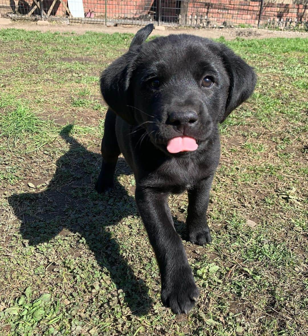 ANNA さんのインスタグラム写真 - (ANNA Instagram)「💚🧡My Jerry Beans💛💜・ ・ ・ #jerrybeans #jerryberrys #puppy #flatcoatedretrievers #dogstagram」2月18日 11時34分 - anna_flare