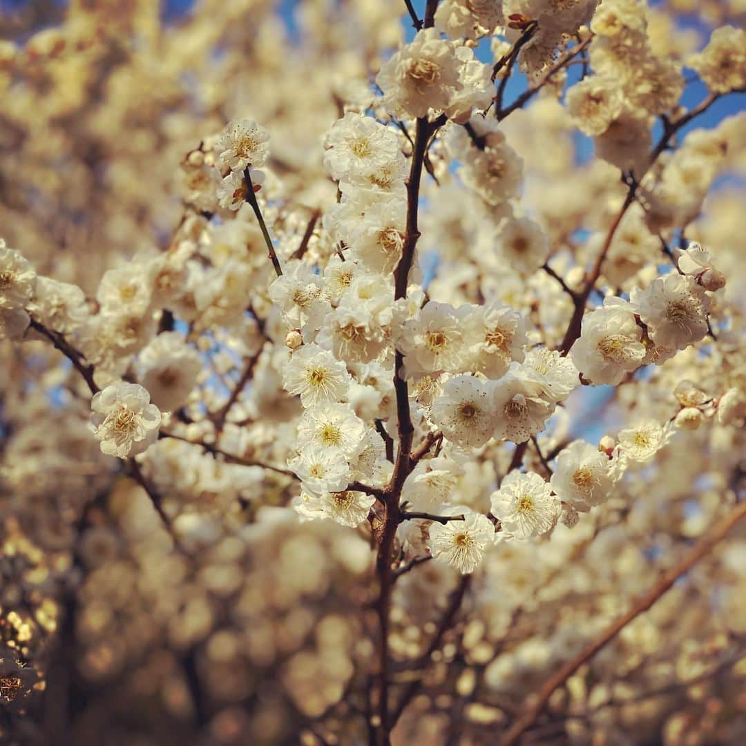 浅田信一さんのインスタグラム写真 - (浅田信一Instagram)「梅の匂いの中ジョギング6km🏃🏻‍♂️ にわかジョガー歴ももうかれこれ10年以上🗓 相変わらず「にわか」ではあるけれど、もしこれを続けてこなかったらと思うとちょっとぞっとしますね🐘体力維持的に💪今日も気持ち良かった💦」2月18日 18時22分 - asada_shinichi
