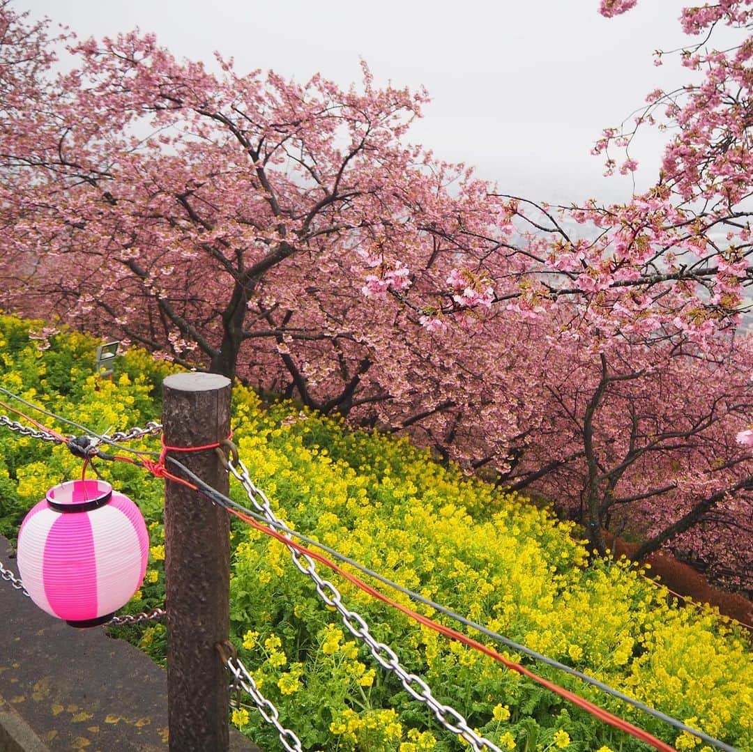 多胡安那さんのインスタグラム写真 - (多胡安那Instagram)「天気予報のお天気カメラを見て行きたくなった松田町の河津桜。 伊豆にいく予定だったのに、それ急遽変えさせた天カメの画力のスゴさったら。 後輩の平地予報士と今シーズン初のお花見に。 菜の花も見頃です。 #気象予報士 #お花見 #河津桜 #松田町 #神奈川県 #ロマンスカーでらくらく #天カメで予定を変えたのははじめて #気象予報士しかそんなことしない #雨でもそれはそれで風情あり」2月18日 13時13分 - tagoanna
