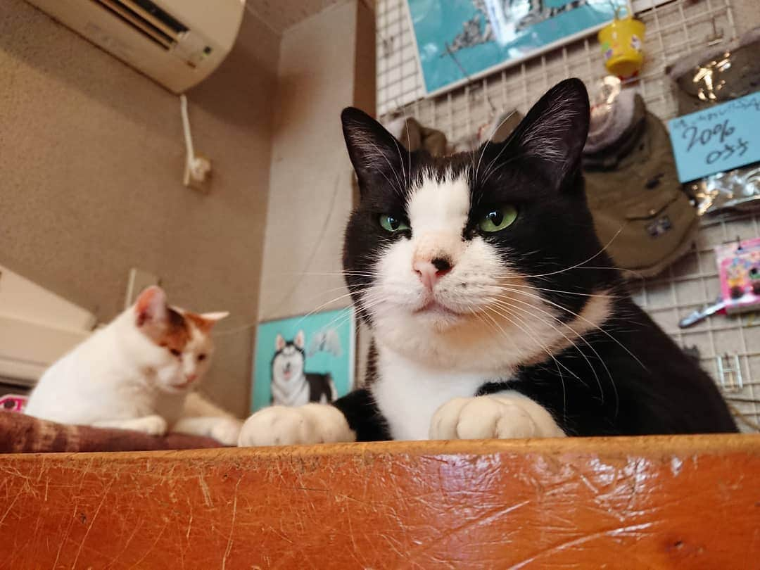 熊本アイさんのインスタグラム写真 - (熊本アイInstagram)「( ΦωΦ )⑧  #学芸大学 #ねこ #ねこ部 #ねこすたぐらむ #ネコ #ネコ部 #ネコスタグラム #猫 #猫のいる暮らし #cat #catstagram #cats #はちわれ #ハチワレ #靴下ねこ #看板猫 #看板猫のいる店 #店番猫 #保護猫 #japanesecat #cute #냥스타그램 #캣스타그램」2月18日 13時30分 - eye.1010