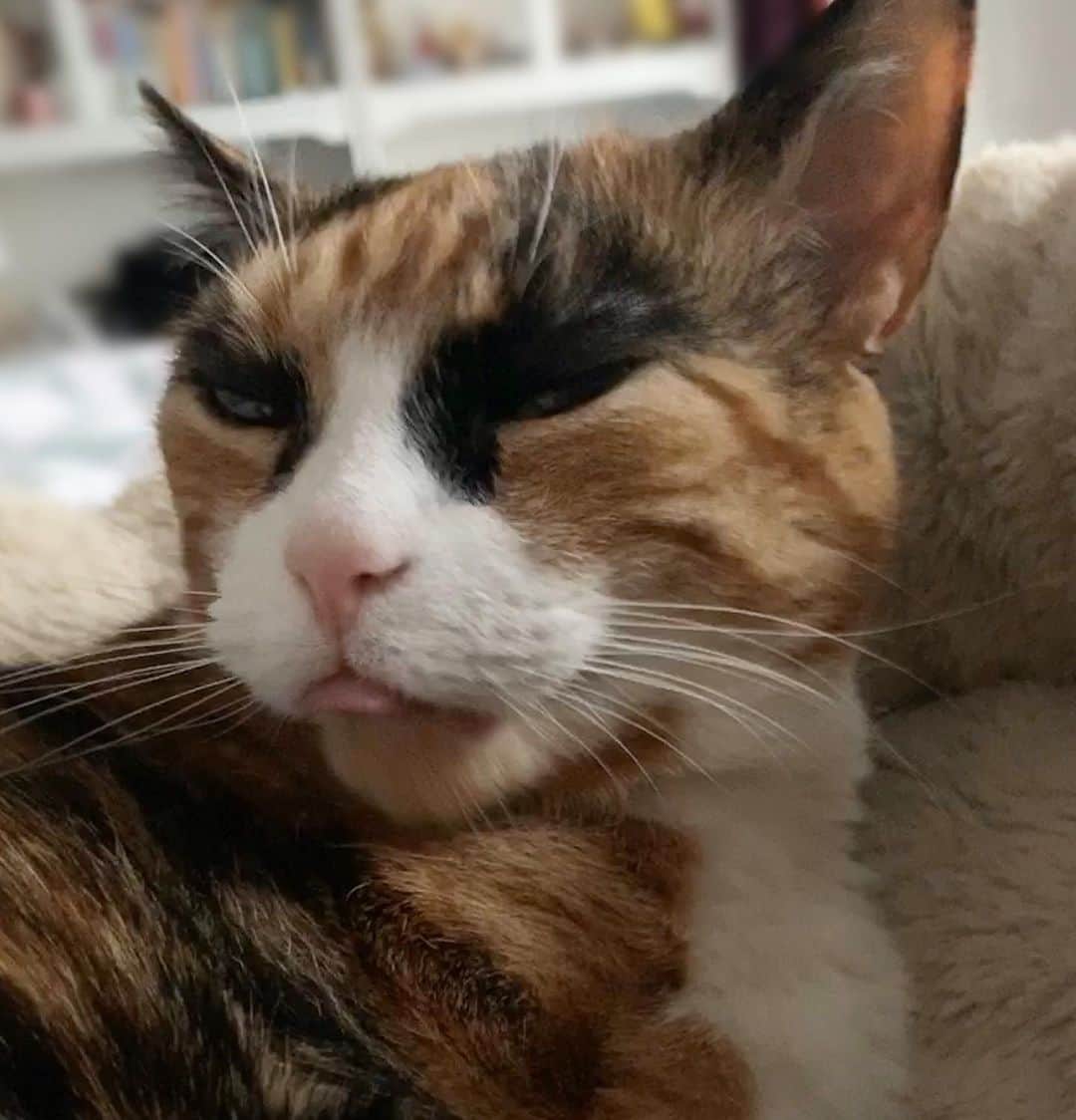 のインスタグラム：「Mini tongue out Tuesday 😋 #tot」