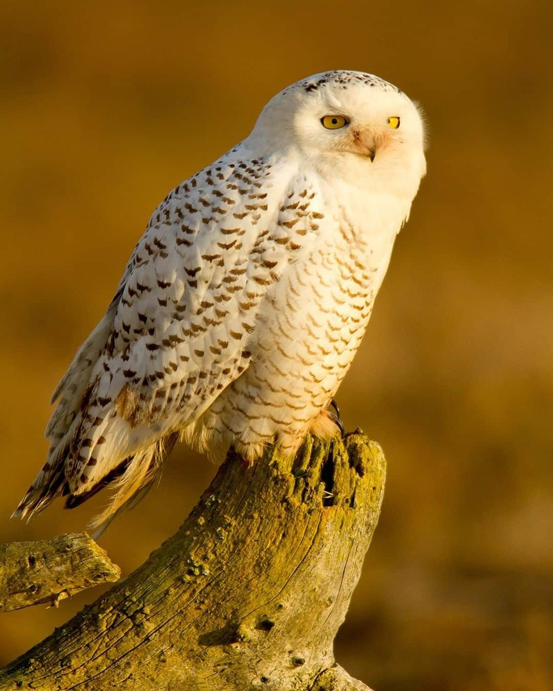 National Geographic Travelさんのインスタグラム写真 - (National Geographic TravelInstagram)「Photo by @stephen_matera | Every four or five years in North America, there is an explosion in the snowy owl population— known as an irruption—and 2012 was such a year, with snowy owls traveling farther south and in much larger numbers than normal, including many like this one at Boundary Bay park in southern British Columbia. There were probably 20 or more in a square mile area.  Follow me @stephen_matera for more images like this from Canada and around the world. #owl #snowyowl #irruption」2月18日 14時10分 - natgeotravel