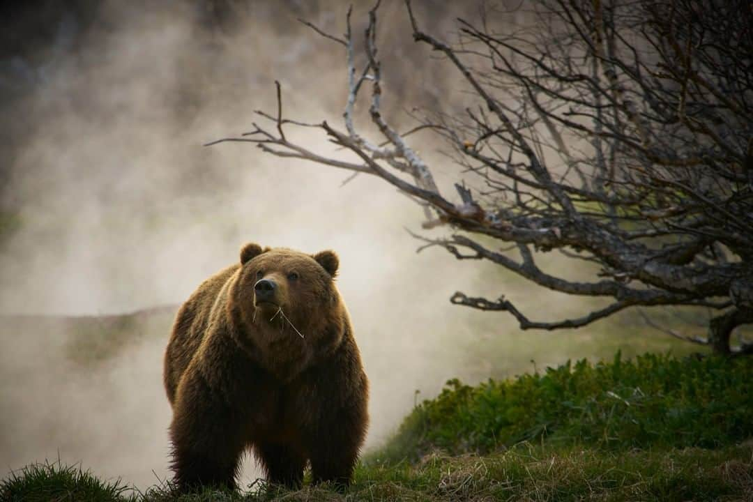 ナショナルジオグラフィックさんのインスタグラム写真 - (ナショナルジオグラフィックInstagram)「Photo by @simonnorfolkstudio I The Kamchatka Peninsula, on Russia's Pacific coast, is a 10-hour flight from Moscow and remains one of the world's great natural wildernesses. Emerging from steam in the Valley of the Geysers is a Kamchatka brown bear (Ursus arctos beringianus), the largest carnivorans in Eurasia. It was noted by early visitors to the region that these bears were relatively tame compared to their Siberian counterparts, but in 2008 a platinum-mining community in the region was overrun by a slew of bears, killing two workers. Up until 1990 the bear population thrived, but since then, with the demise of the Soviet Union, mineral exploitation and international trophy hunting has seen the bear population put under unprecedented ecological pressure. Follow @simonnorfolkstudio for updates, outtakes, unpublished, and archive material. #wildlife #documentaryphotography #bear #brownbear #bears」2月18日 16時39分 - natgeo