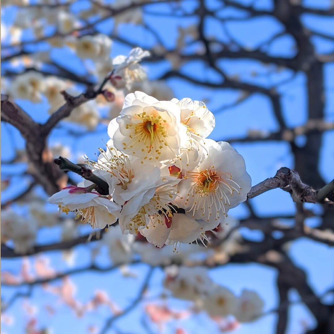ソフトバンクセレクションさんのインスタグラム写真 - (ソフトバンクセレクションInstagram)「まだまだ冷え込みますが、春はもうすぐそこ🌸 暖かくなって花が咲く季節が待ち遠しいですね♪ - - - - - - - - - . #SoftBankSELECTION #ソフトバンクセレクション #ガジェット #スマホケース #iPhoneケース #充電器 #モバイルバッテリー #イヤホン #ワイヤレスイヤホン #bluetoothイヤホン #スマートウォッチ #トラッカー #スピーカー #ポータブルスピーカー #アクションカメラ #ドローン #スマホ部 #スマホアクセサリー #スマホアクセ #ガジェット好き #ガジェット女子 #早春 #春 #花 #梅 #梅の花 #季節の花 #花のある暮らし #花好きな人と繋がりたい」2月18日 18時59分 - softbank_selection