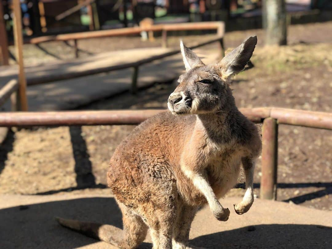 ダレノガレ明美さんのインスタグラム写真 - (ダレノガレ明美Instagram)「@fuji_safari  カンガルー可愛すぎた🤤❤️ ご飯あげたら沢山寄ってきてくれた😂 ねこの館にもいきました❤️ しかも、最初と最後の2回！ 可愛いくてたまらない☺️ サファリパークのスタッフさん皆様が本当に優しくて、 本当に動物が大好きなんだなって見ていてわかるほど 動物みんなに愛情たっぷりでした❤️ サファリパーク初めて行きましたが、本当に行ってよかった✨ みんなも行ってほしい！ あ！こちらPRではないので 誤解しないように🥴」2月18日 18時56分 - darenogare.akemi