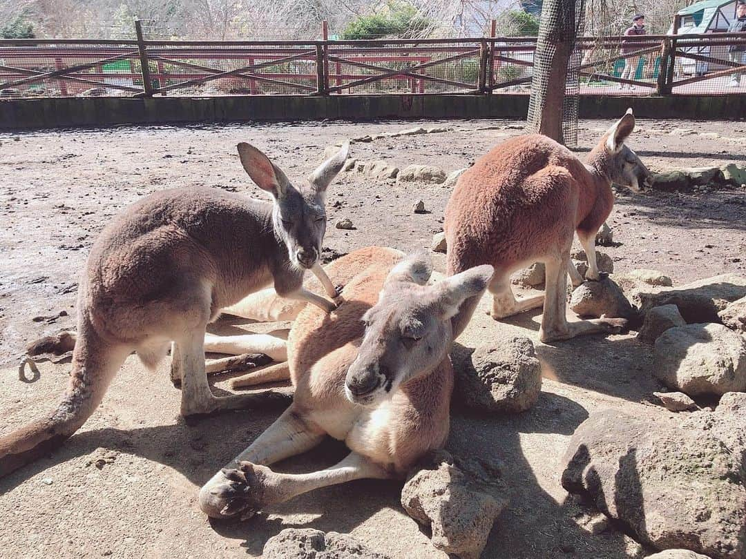 ダレノガレ明美さんのインスタグラム写真 - (ダレノガレ明美Instagram)「@fuji_safari  カンガルー可愛すぎた🤤❤️ ご飯あげたら沢山寄ってきてくれた😂 ねこの館にもいきました❤️ しかも、最初と最後の2回！ 可愛いくてたまらない☺️ サファリパークのスタッフさん皆様が本当に優しくて、 本当に動物が大好きなんだなって見ていてわかるほど 動物みんなに愛情たっぷりでした❤️ サファリパーク初めて行きましたが、本当に行ってよかった✨ みんなも行ってほしい！ あ！こちらPRではないので 誤解しないように🥴」2月18日 18時56分 - darenogare.akemi