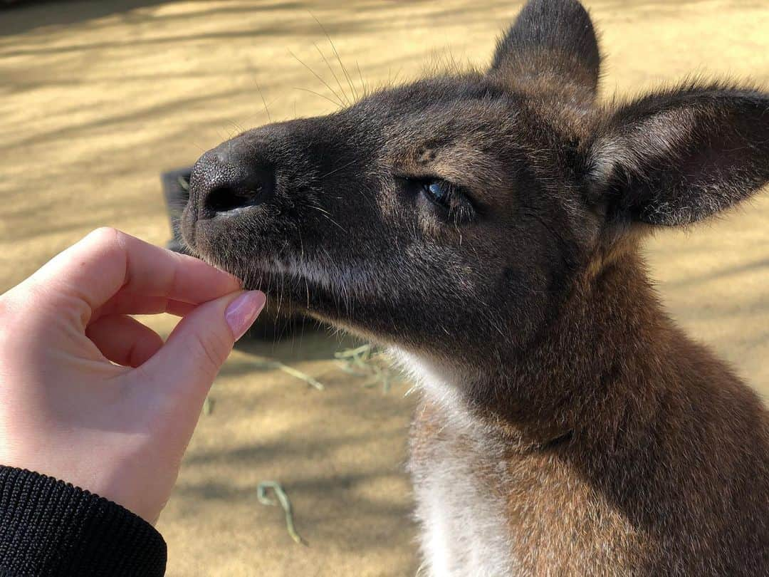 ダレノガレ明美さんのインスタグラム写真 - (ダレノガレ明美Instagram)「@fuji_safari  カンガルー可愛すぎた🤤❤️ ご飯あげたら沢山寄ってきてくれた😂 ねこの館にもいきました❤️ しかも、最初と最後の2回！ 可愛いくてたまらない☺️ サファリパークのスタッフさん皆様が本当に優しくて、 本当に動物が大好きなんだなって見ていてわかるほど 動物みんなに愛情たっぷりでした❤️ サファリパーク初めて行きましたが、本当に行ってよかった✨ みんなも行ってほしい！ あ！こちらPRではないので 誤解しないように🥴」2月18日 18時56分 - darenogare.akemi