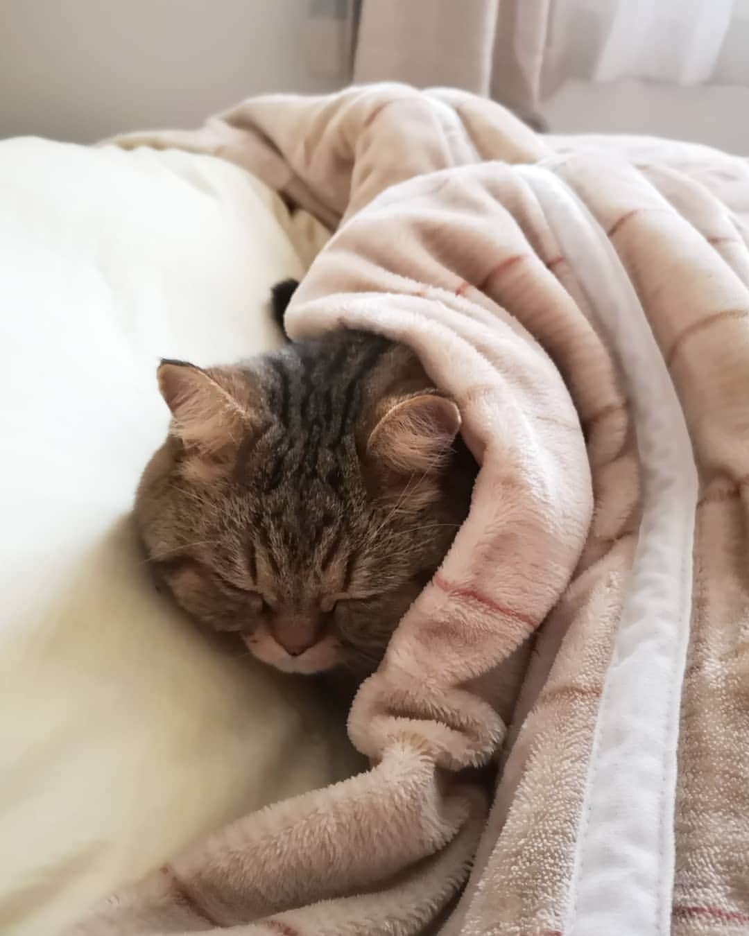 寅次郎（とらちゃん）さんのインスタグラム写真 - (寅次郎（とらちゃん）Instagram)「☆ On a cold day, I sleep under my mom's comforter.😴🛌💤💤 . ママの布団でおやすみにゃさい💤💤 . #とろねこチャレンジ . .」2月18日 19時08分 - torachanthecat