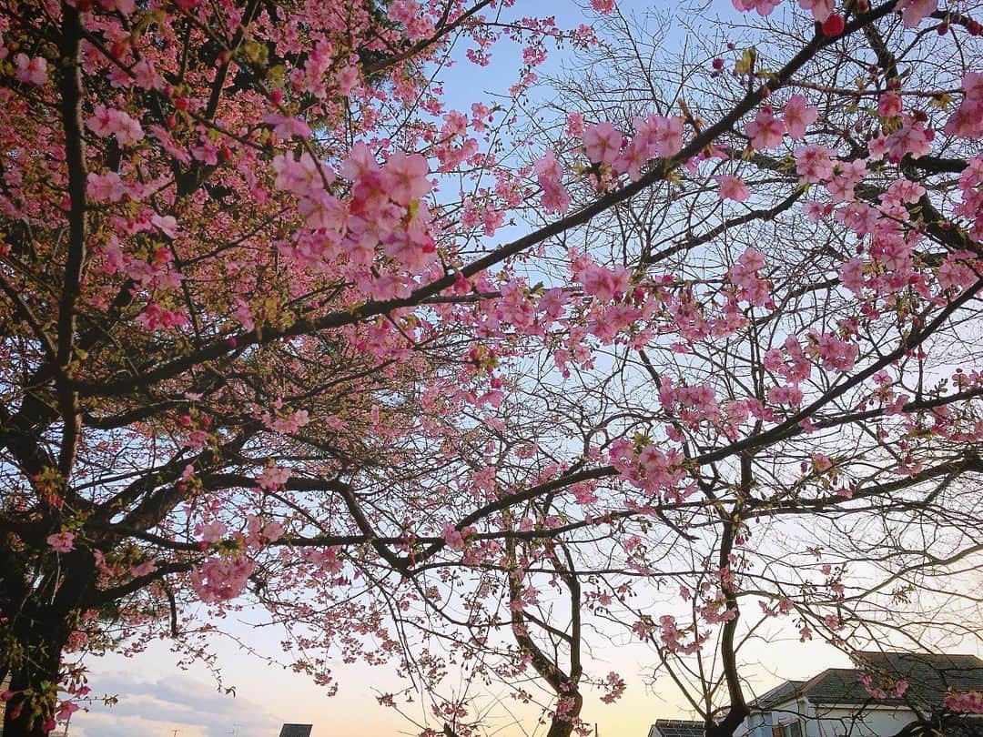 三倉佳奈さんのインスタグラム写真 - (三倉佳奈Instagram)「今日の仕事終わりに現場で見つけた桜。 もうこんなに満開！ なんていう種類だろう🌸 冷え込む一日だったけどそれを忘れるひとときでした。  #cherryblossom #february」2月18日 19時14分 - kana_mikura0223