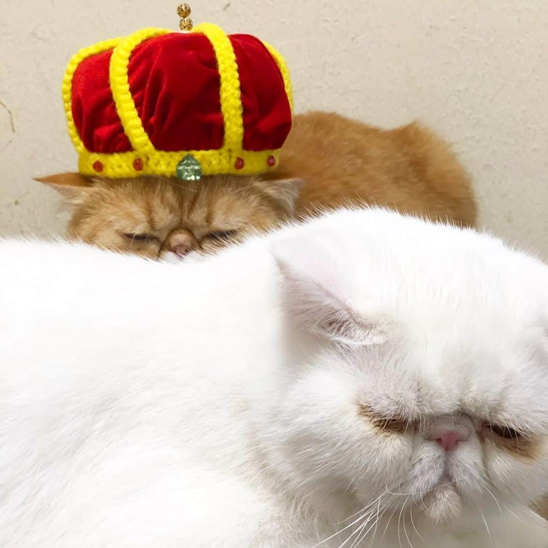 女将さんのインスタグラム写真 - (女将Instagram)「NOAH& Bun ﻿ ﻿ わざとかな？笑﻿ ﻿ #写真下手くそ選手権猫の日特設会場﻿ ﻿ #きな粉餅部屋﻿ #エキゾチックショートヘア #エキゾチックロングヘア#ねこ#ねこのきもち#ねこのいる生活#にゃんだふるらいふ#ネコスタグラム#ねこのかぶりもの#猫#cat#catstagram#catsofinstagram#cats_of_instagram#exoticshorthair#ilovecat#igersjp #シロネコブンゾウ一歩前へ#猫の日」2月18日 19時47分 - kinako_mochicat