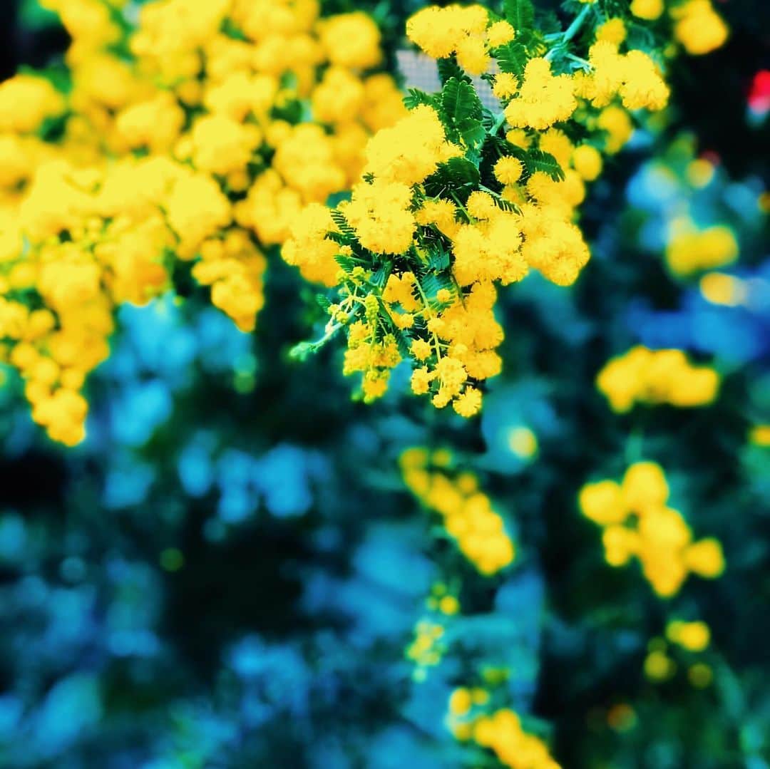 わっち☆ wacchiさんのインスタグラム写真 - (わっち☆ wacchiInstagram)「* あたしが売る春　僕が奪う春 思い出なんかにしたりしないで  #ミモザ #mimosa #ザ花部 #花 #flower #yellow  #玉ボケ #bokeh #iphonex #iphoneonly #iPhonegraphy #igers #igersjp #instagramjapan #mwjp #WEBSTAPICK #VSCOcam #vsco #vscogood_ #vscogoodshot #hueart_life #shootermag #shootermag_japan #ig_photooftheday #reco_ig #indies_gram」2月18日 20時32分 - 2b1yro_