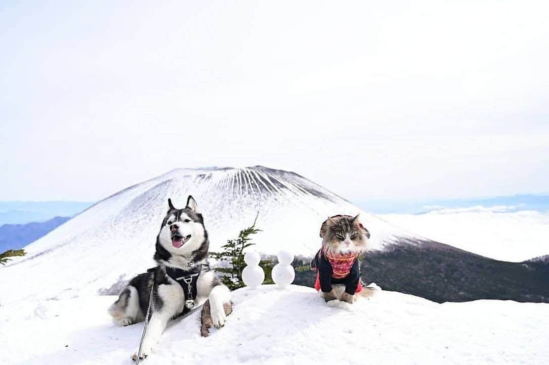 PECO いぬ部さんのインスタグラム写真 - (PECO いぬ部Instagram)「. 「雪山に行ってきたワン❄️」 . #ののちゃん＆Guriくん🐶😼 #黒斑山 に #行ってきたよ🏔 #山頂で雪だるまさんと☃️ #パシャリ📸 #標高2,404 m❣️ #…凄い😲 #regram：@yukimomon  素敵な投稿してくださったのは… @yukimomon さん 他にも素敵なお写真がたくさんあるので、ぜひ遊びに行ってみてくださいね♪  #pecoいぬ部 をつけて投稿すると… PECOで楽しくご紹介させていただきます😆  #犬 #犬バカ部 #いぬら部 #いぬ部 #わんこ #いぬ #instadog #ilovemydog #ilovedog #dogstagram #dogsofinstagram  #doglife #mydogiscutest #todayswanko #doglover #ハスキー #husky #huskylove #ノルウェージャンフォレストキャット #catanddog #いぬすたぐらむ #犬のいる暮らし」2月18日 21時00分 - pecodogs