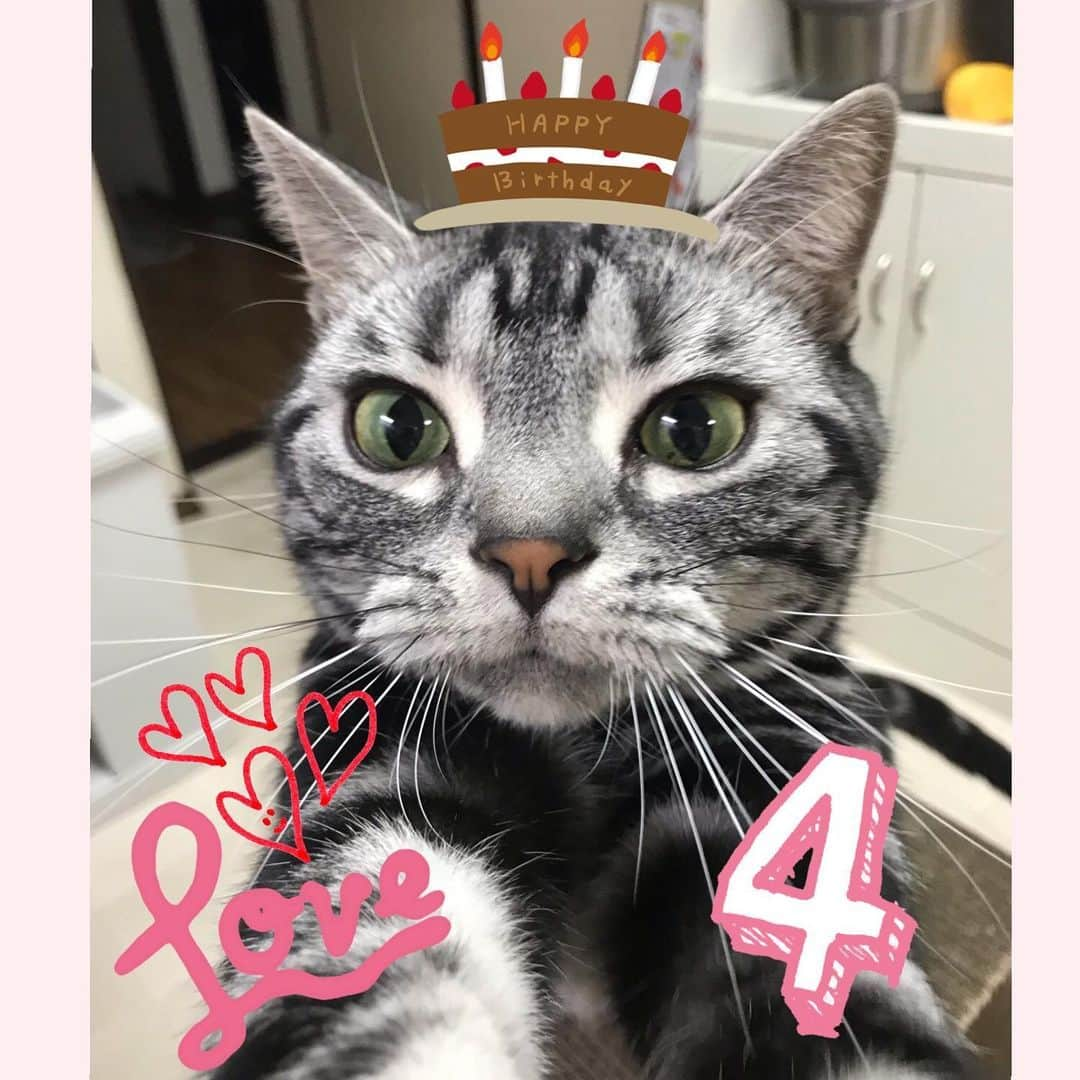 輝良まさとさんのインスタグラム写真 - (輝良まさとInstagram)「・ ぎんじ、今日で4歳になりましたー🐈❤️ おめでとぉーー😆❤️ ・ 先日シュウ酸カルシウム結石の経過観察の診察に行ってきましたが、石は大きくなってないもののまだ体内に残ってました💦 ぽろんって体内から出てくれてたらいいなーと思って診察に行ったけど残念😭 でも最近おしっこに血が混じらなくなってきたので、少しは良くなってきてる気がします💨 ・ ぎんじ本人がおしっこする時とか痛くないといいんですけどねー😭💦 喋れないからこればっかりはどうもわかってあげられないのがつらい… ・ でも絶対に良くなると信じて🙏✨ ママもケア頑張りますょ💪 ・ これからも我が家の一員として元気に長生きしようね❤️ ・ ・ ・ #猫#ねこ#ネコ#cat#cats#instacat#lovecats#ねこ部#猫部#みんねこ#ペコねこ部#もふもふ#モフモフ#にゃんすたぐらむ#にゃんだふるらいふ#猫好き#ねこ好き#アメリカンショートヘア#アメショ#レッドタビー#シルバタビー#ちゃちゃぎんじ#誕生日#4歳#おめでとう#シュウ酸カルシウム結石#治療中」2月18日 21時14分 - kirahama0703