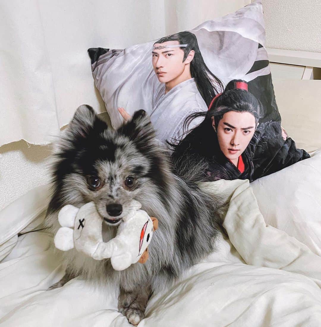 mimeiのインスタグラム：「the one and only time duncan’s bought something for the house 😂 Pちゃんがアメコミ以外のものを買った！　#theuntamed #mdzs #魔道祖师」