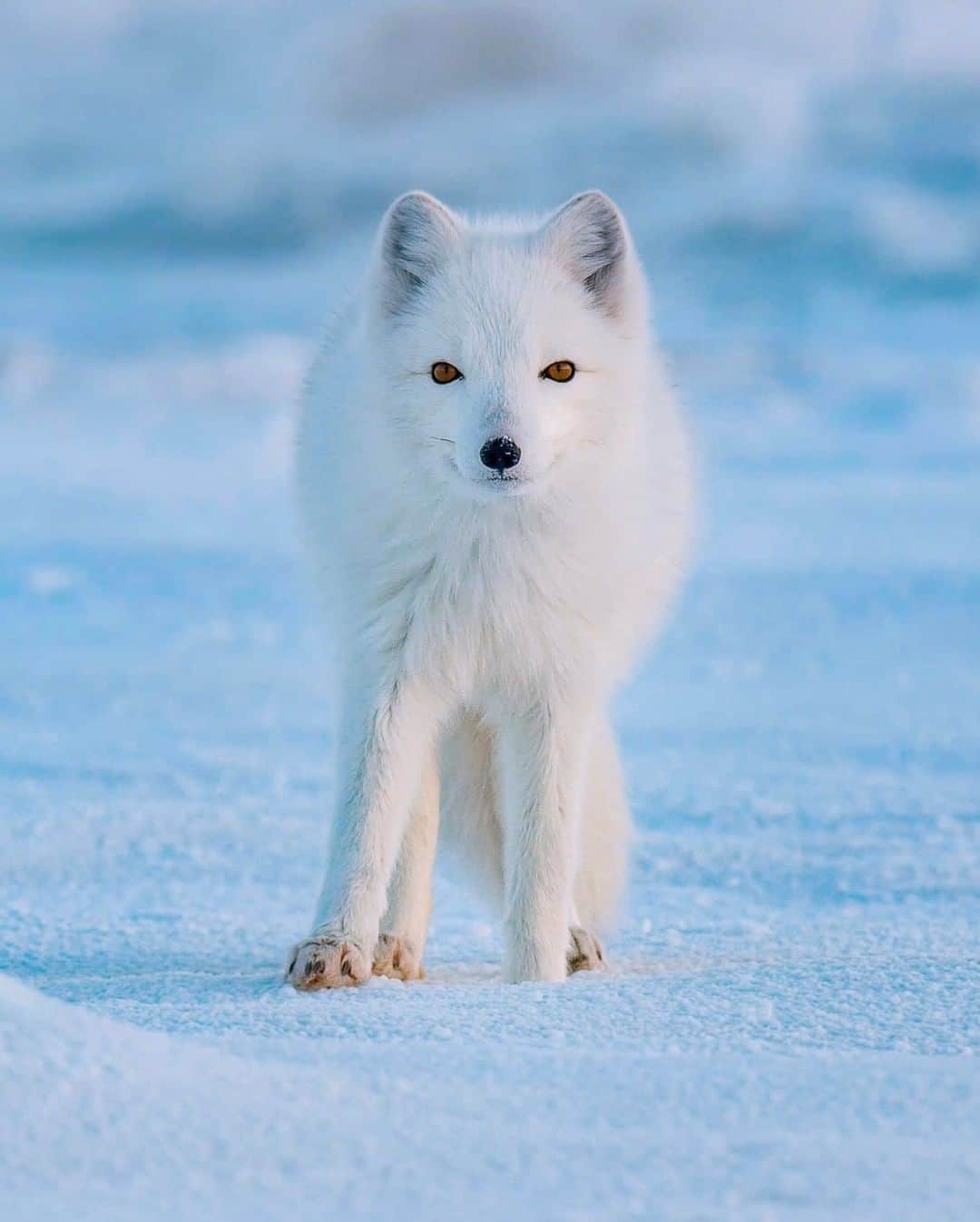 National Geographic Travelさんのインスタグラム写真 - (National Geographic TravelInstagram)「Photo by @bertiegregory | A curious arctic fox searches for prey on the west coast of the Hudson Bay in Manitoba, Canada. These foxes spend much of the year hunting for lemmings, a small brown rodent. As winter sets in, the lemmings stay underground. To combat this, the foxes use their incredible sense of hearing to listen for the faint footsteps of the lemmings under the snow. Once a target has been located, they jump up high and pounce to break through. #arctic #fox #cute #wildlife #cold」2月18日 22時08分 - natgeotravel