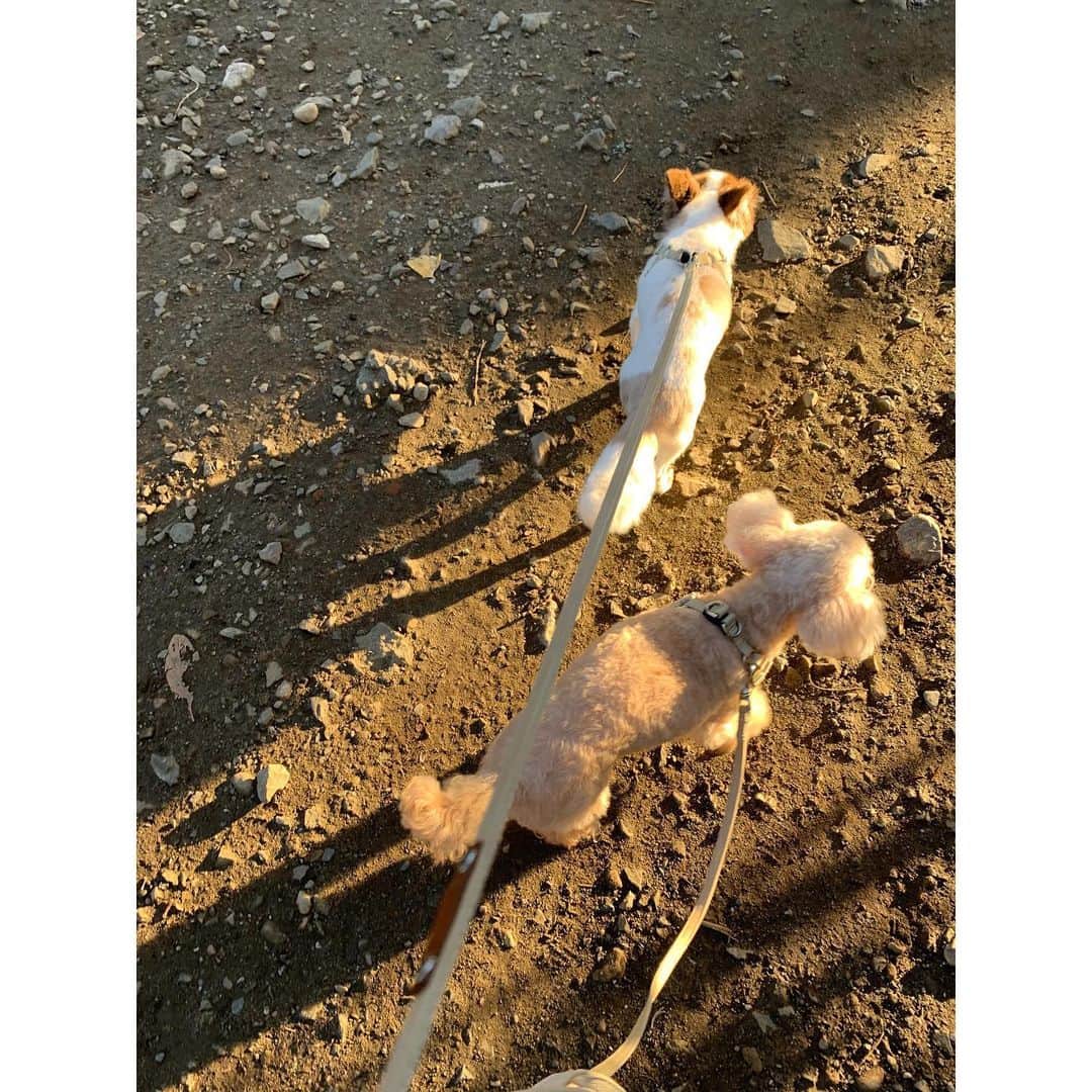 佐々木希さんのインスタグラム写真 - (佐々木希Instagram)「夕日に照らされて どことなくチビ達も気持ち良さそう🌇  #愛犬」2月18日 22時19分 - nozomisasaki_official
