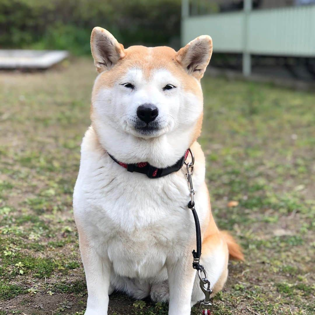 こなつさんのインスタグラム写真 - (こなつInstagram)「今日はこんな顔でした😊」2月18日 23時22分 - makonatu